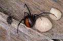 Latrodectus_hasselti_D3629_Z_82_Hamelin pool_Australie